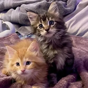 reinrassige Main Coon Kitten