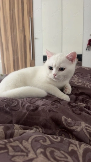 Britisch Kurzhaar Katze Jung