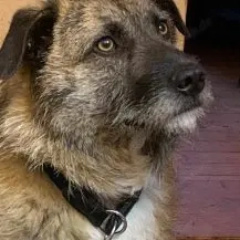 Toby 50 cm   eine treue Seele [auf Pflegestelle in 30451 Hannover]