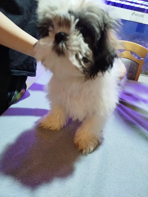 Shih-Tzu Welpe Hündin 
