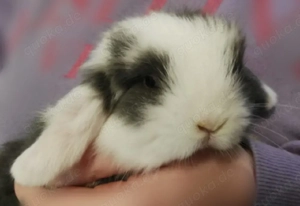 Kleinbleibende Minilop Zwergkaninchen Zwergwidder Kaninchen Widder Minilops Emsdetten Minizwerge 