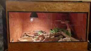 Voll ausgestattetes OSB-Terrarium 100 60 60 cm + Kalifornische Kettennatter, 4 Jahre