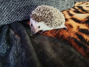 Afrikanischer Weißbauchigel Junge