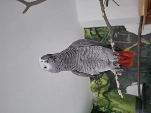 Kongo Graupapagei Männchen