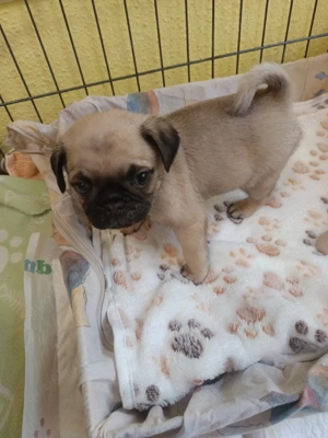 Liebevolle Mops-Welpen   6 Wochen alt, ab 06. Februar bereit     