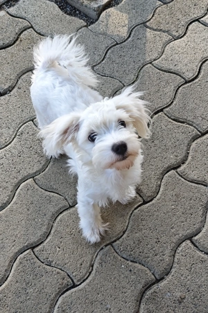 Malteser Hündin 6 Monate Alt 