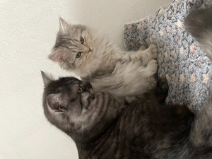 Zauberhafte BKH BLH-Kitten suchen liebevolles Zuhause 