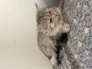 Letztes zauberhaftes BKH BLH-Kitten suchen liebevolles Zuhause  Bild 2