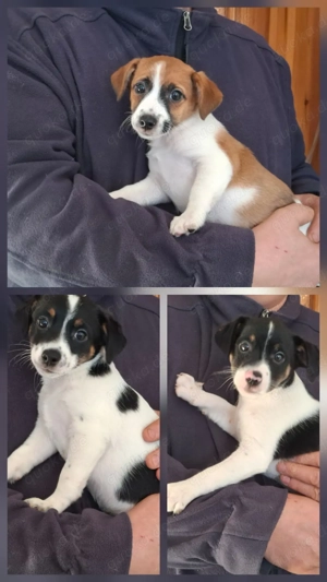 Drei wunderschöne Jack Russel Mix Welpen in liebevolle Hände abzugeben. 1x männlich 2x weiblich 