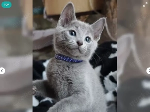 Russisch Blau Kitten reinrassig 