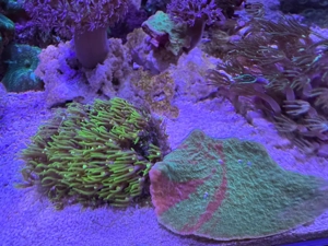 Korallenableger diverse