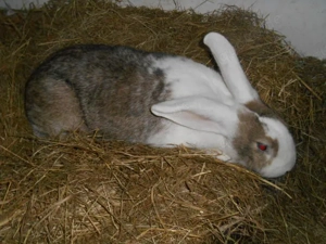 Schöne Deutsche Riesen Mix Häsinnen