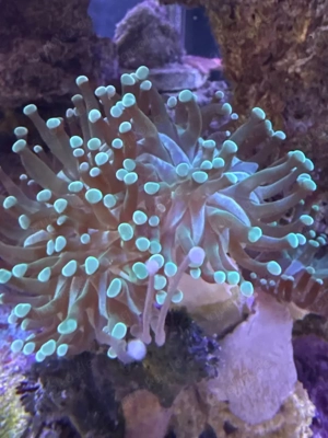 Korallenableger Euphylia