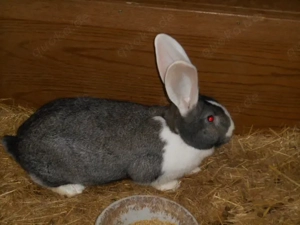 Deutsche Riesen Häsinnen