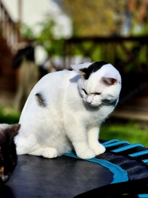 Kater zu verschenken 