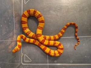 Lampropeltis leonis 