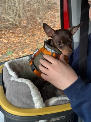 Reinrassiger Russkiy Toy Terrier