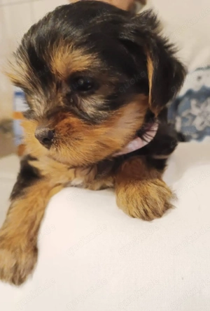 Bezauberndes Yorki-Mädel