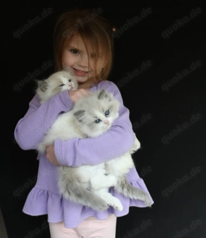 Schöne Ragdoll Kätzchen verfügbar