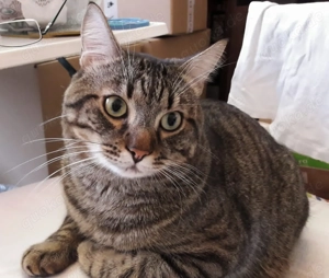 Notfall - Schmusekater Tomi - sucht neues Zuhause als Einzelprinz