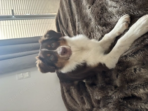 Liebevoller, aktiver Australien Shepherd Rüde