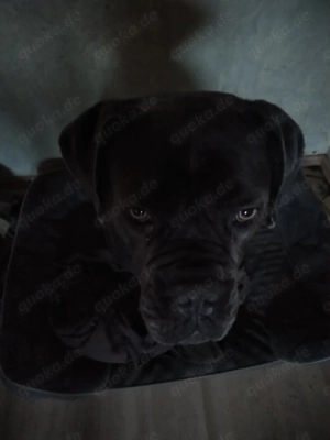 Cane Corso Hündin sucht ein neues Zuhause. 