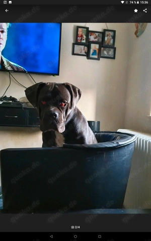 Cane Corso Hündin sucht ein neues Zuhause.  Bild 2