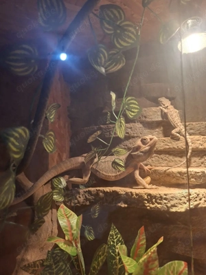 bartagamen Bock ca 6 jahre alt