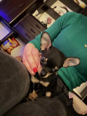 Russky toy baby hund