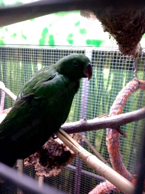 Edelpapageien (Salamone)