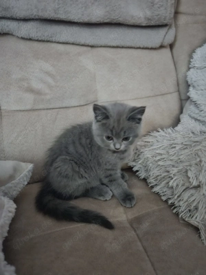 BKH Katze zu Verkaufen