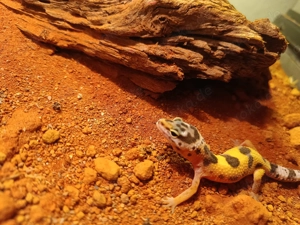 Leopardgecko 08 2025