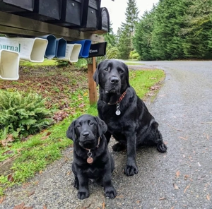 Niedliche Labradorwelpen    abzugeben. WhatsApp: 015216458390