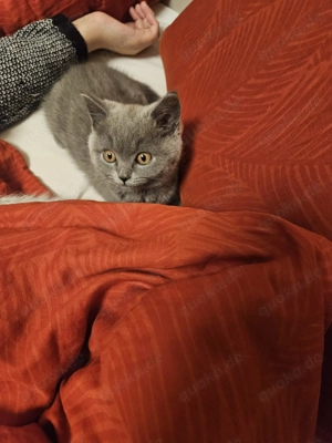 BKH kitten zum Verkauf