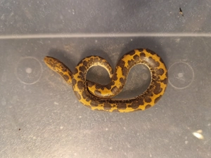 Gongylophis colubrinus Sandboa 0.1