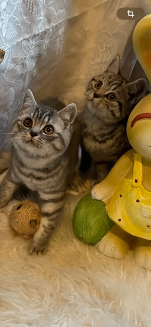 Schöne BKH Kätzchen !