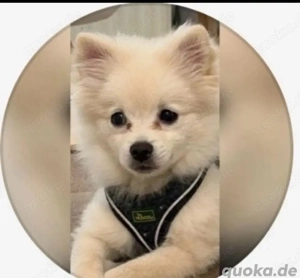 Pomeranian Zwergspitz 