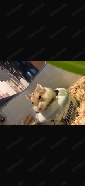 *Dschungerischer Zwerghamster*