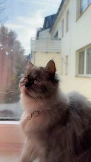    Liebevolle Katze  Lily  sucht ein neues Zuhause!