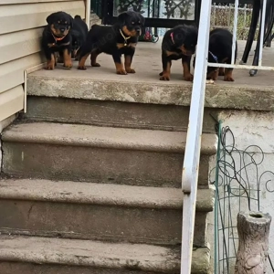 Bezaubernde und liebenswerte Rottweiler-Welpen... 