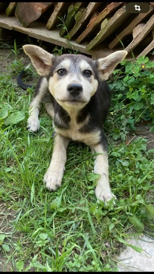 Junghund Fuchsi sucht liebevolles Zuhause! Bild 5