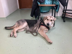 Junghund Fuchsi sucht liebevolles Zuhause! Bild 8