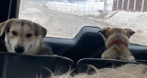 Junghund Fuchsi sucht liebevolles Zuhause! Bild 9