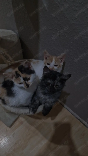 Maine coon Mix Kitten