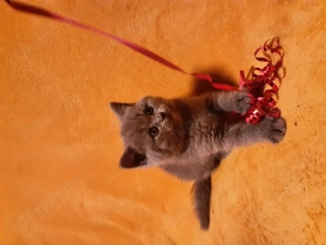 Reinrassige BKH Baby Kätzchen 