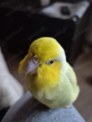 Blaugenicksperlingspapagei US Gelb