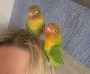 Zwei zutrauliche Menschenbezogene Pfirsichköpfchen 