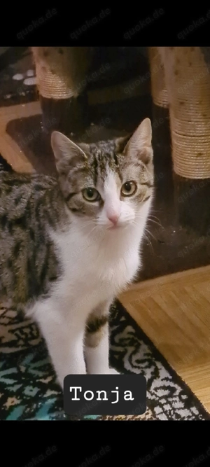 Katzenbabys zu vermitteln in 74722