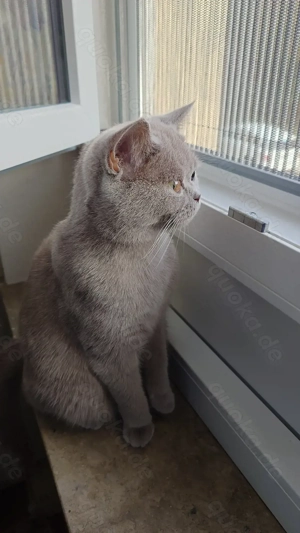 Süße Britisch Kurzhaar BKH 9 Monate abzugeben