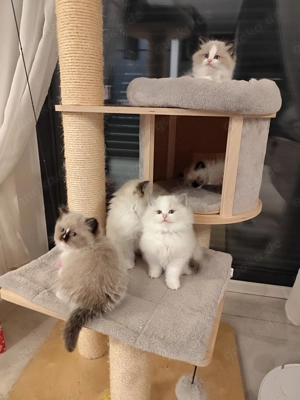 Ragdoll Kätzchen   Seal Bicolour Bild 2